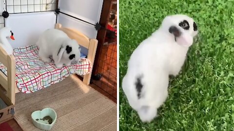 Bunny rabbit doesn't really like to be pet