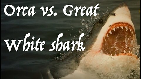 Orca vs Great White shark