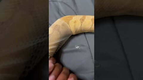 Helping My Snake Shed With My HAND ASMR! 😊🐍