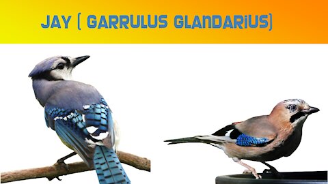 JAY (Garrulus glandarius)