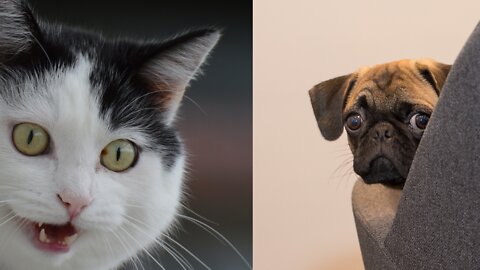 Cute Cat & Dog Compilaton Videos 🐈🐈