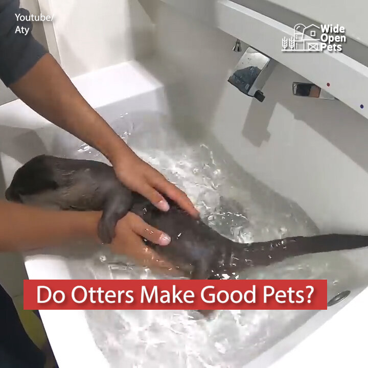 Do Otters Make Good Pets