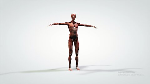 3d-animated-model-rotating-human-muscular-system