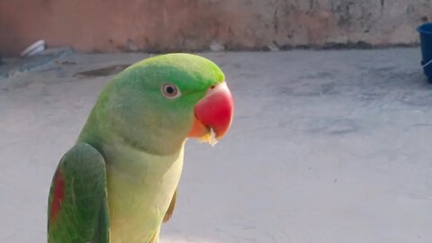 cute parrot