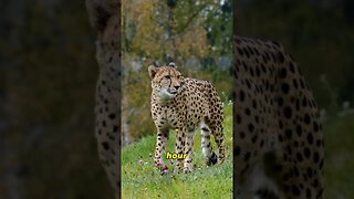 A Cheetahs True Top Speed?
