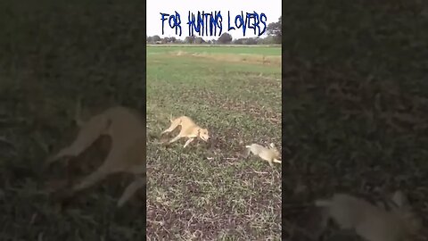 Greyhound Vs Hare 🐇😱Galgos y Liebres الكلب السلوقي ضد الارنب البري Борзые против кролика kelinci