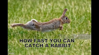 How Fast Can You Catch a Rabbit?!