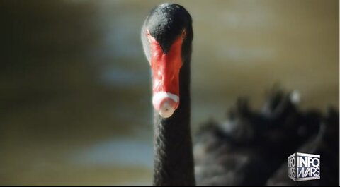 The NWO's 2024 Black Swan Tell Bowne Report