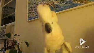 Cockatoo performs biting dance ritual