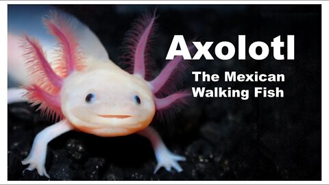 Everything About Axolotl (The Mexican Walking Fish)