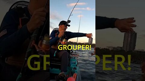 Red Grouper In Shallow Water on Toadfish Convict #shorts #fishing #florida @Toadfish