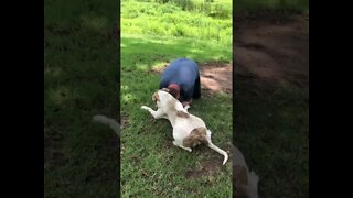 Large pit bull plays with man he thought was attacking owner when goofing around