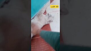 تربية القطط المنزلية كيوت