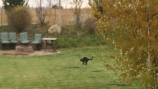 Funny Cat Dances With A Leaf