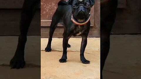 wait for it #shorts #viral #trending #dog #doglover #pug