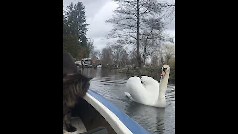 Watch A Swan Try To Make Contact With A Cat In A Boat