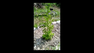 Artemisia Annua garden July