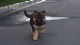 German Shepherd puppy's very first walk