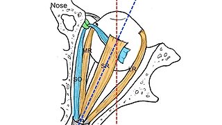 Extraocular muscles tutorial