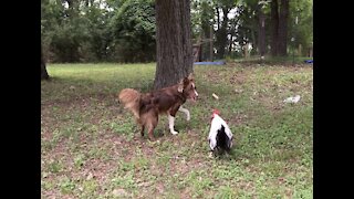 Brad Pitt the Rooster Plays Tag With Border Collies