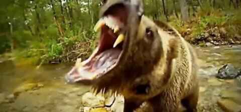 Biggest Wild Animal Fights 2016 HD Part 1