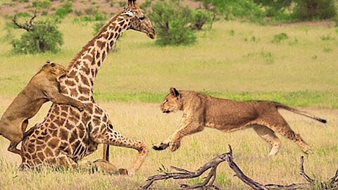 Lion Could Not Win Powerful Mother Giraffe Save Her Baby