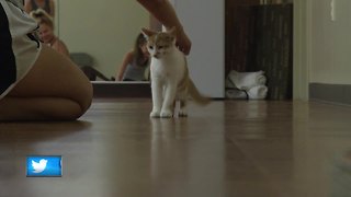 Yoga class features cats in need of homes