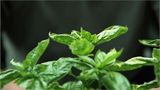 Follow These Tips To Make Your Basil Plant Live Longer!