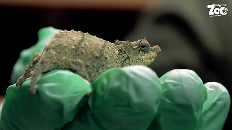 Zoo Shows Off Critically Endangered Pygmy Chameleon