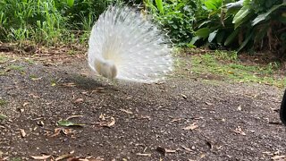 Peacock from Kaneohe, Hawaii