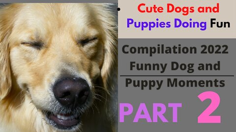 Cute Dogs and Puppies Doing Funny Things Compilation 2022 | PART 2