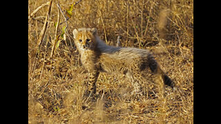 Cheetah with Cubs