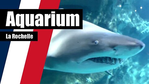 Is La Rochelle's Aquarium worth visiting? Find out!