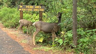 3 Mule Deer in Idaho