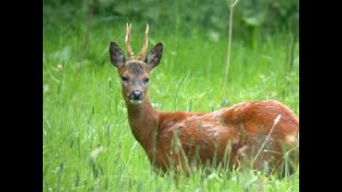 roe deer in the field