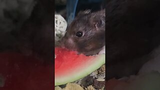 Hamster Eating Watermelon