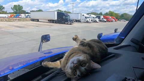 Milo The Truck Cat is being ornery.