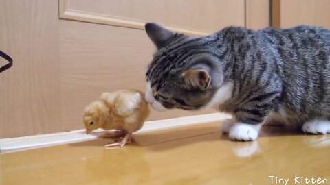 Daily Life of Kittens and Tiny Chicks - Friendship
