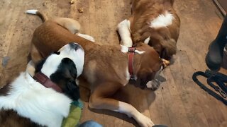 Dogs make the best pillows- Great Dane and St. Bernard