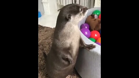 Cute Funny Sea Otter-50
