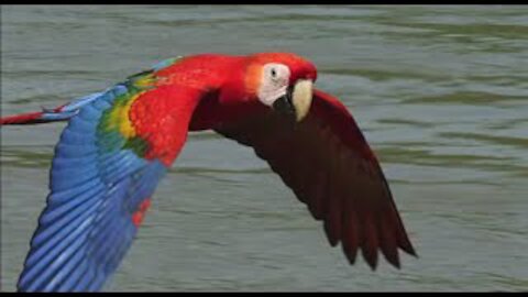 LARGE SINGING - DANCING - TALKING MACAW