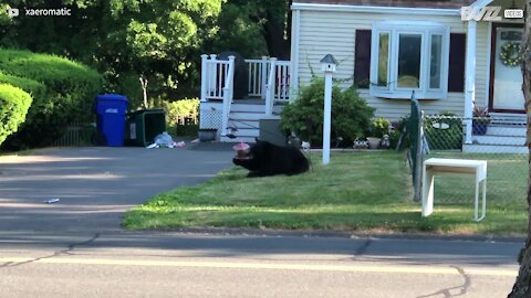 Un ours s'invite dans une résidence