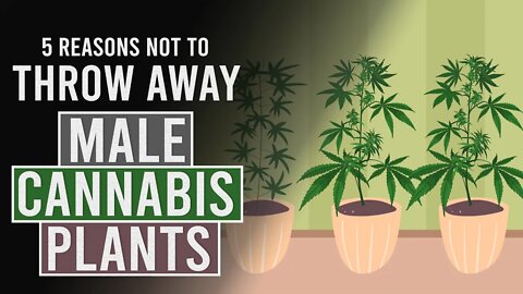 5 Reasons NOT to throw away your Male Cannabis Plants!