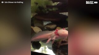 Uno straordinario axolotl albino