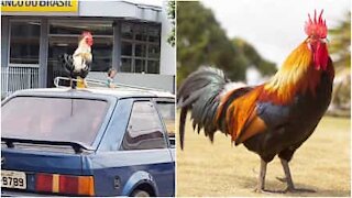 Il gallo a spasso sul tettuccio dell'auto