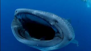 A whale shark's giant mouth filmed up close
