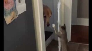 Helpful cat opens gate for dog