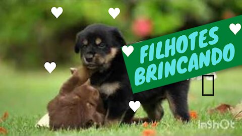 😍Filhotes de Cachorros 🐶Fofos Brigando[2021]♥️