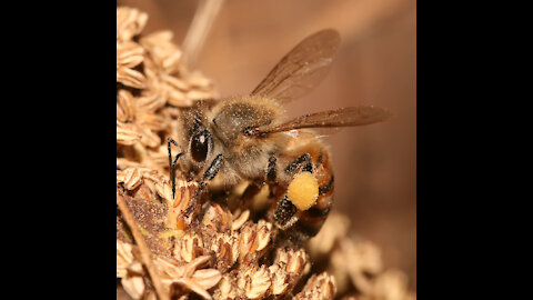 A beehive in a tree trunk