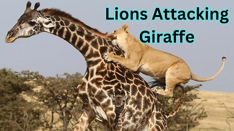 "Intense Wildlife Encounter: Lions Ambush Giraffe"
